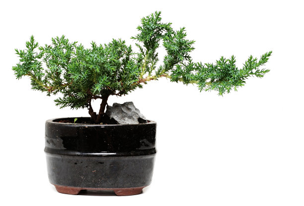 bonsai
