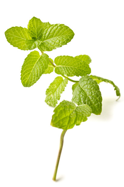 spearmint