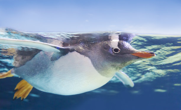 pygoscelis