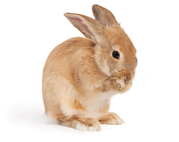 bunny