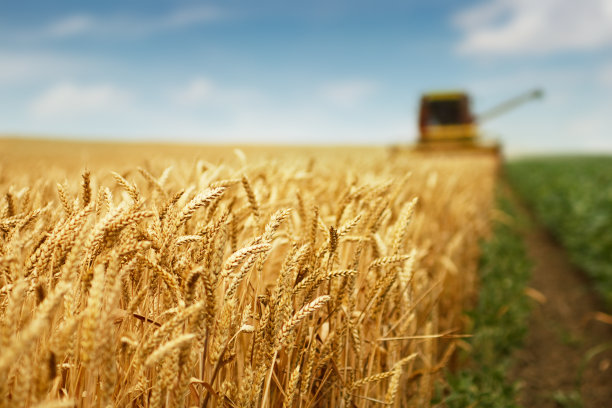 triticum