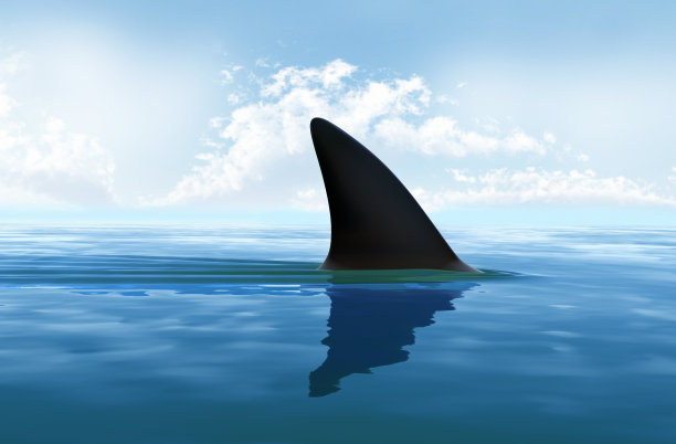 shark