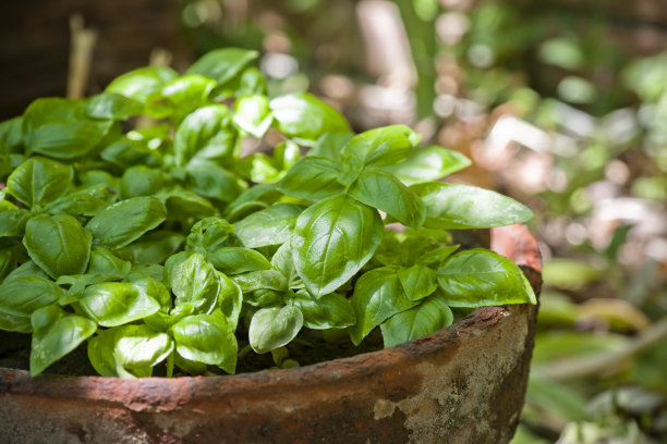 basil