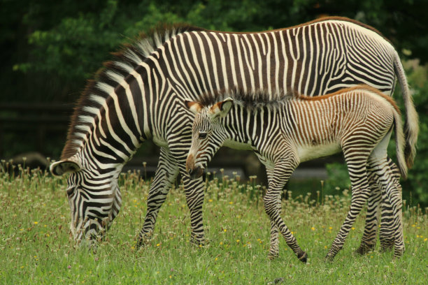 zebra