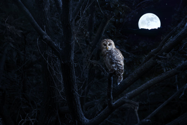bubo