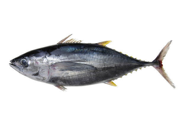 tuna