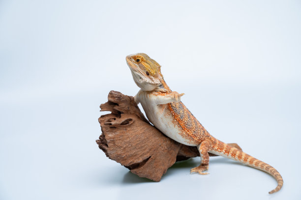 pogona