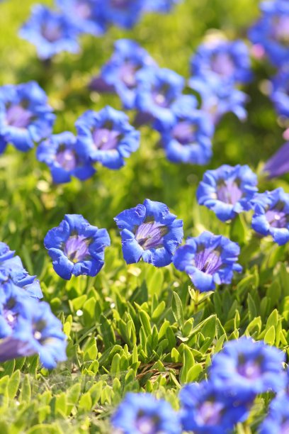gentian