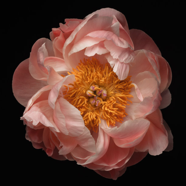 peony
