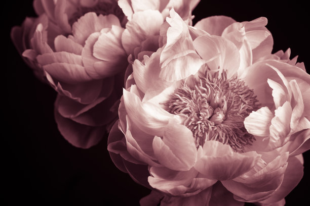 peony