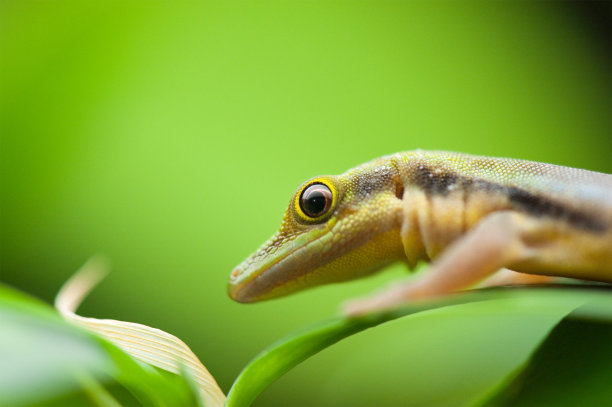 phelsuma