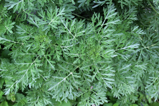 wormwood