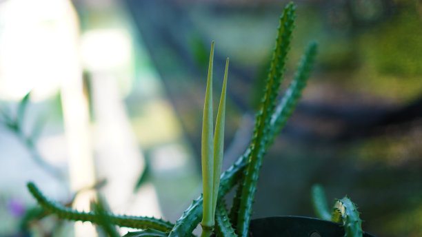 绿色植物春天的原野