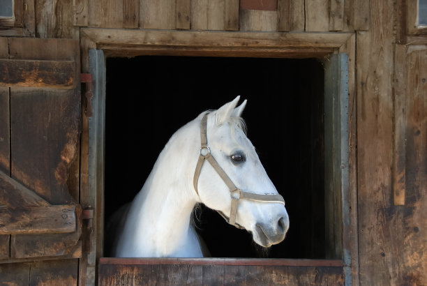 horse