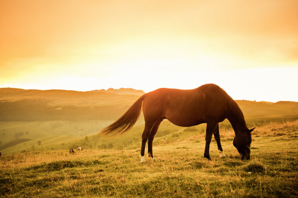 horse
