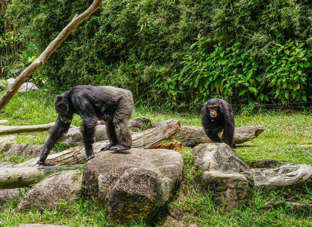 ape
