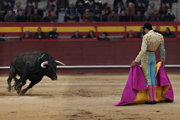 bull