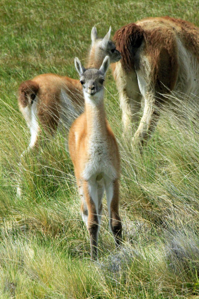 llama