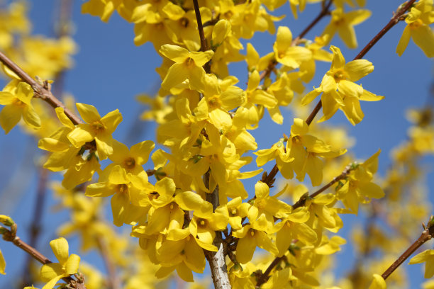 forsythia