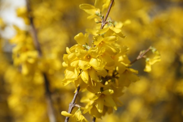 forsythia