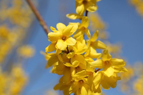 forsythia