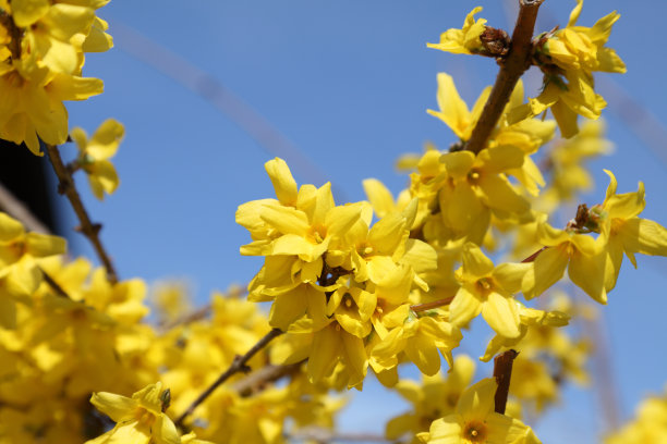 forsythia