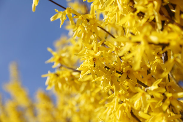 forsythia