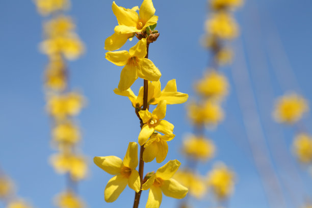 forsythia
