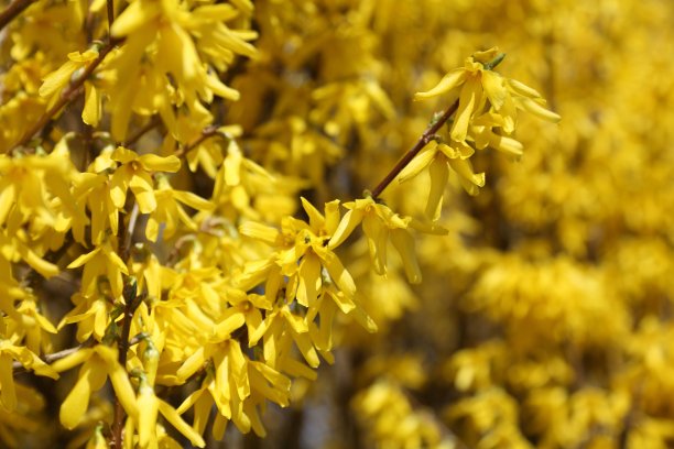 forsythia
