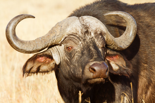 buffalo