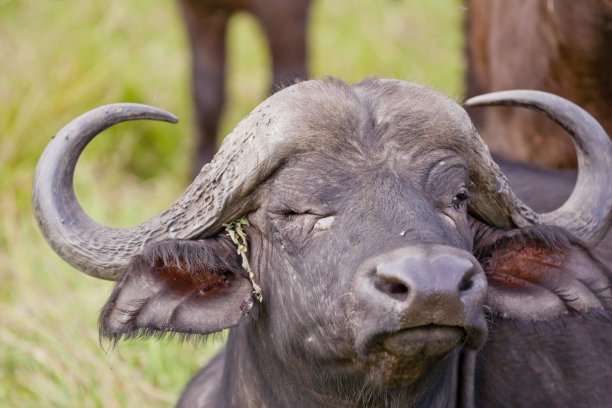 buffalo