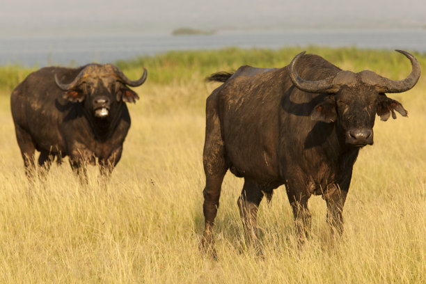 buffalo