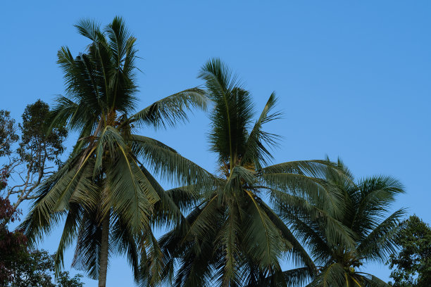 笔直的椰子树
