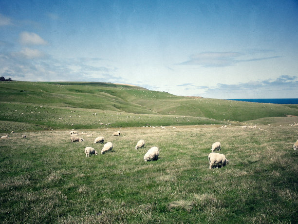 flock
