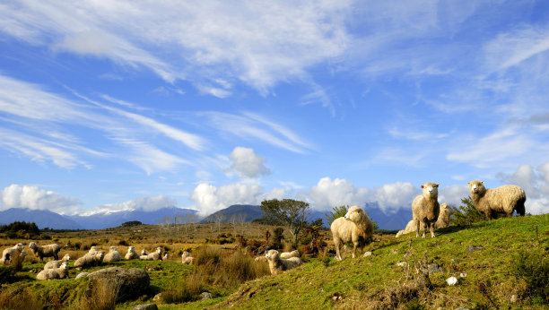 flock
