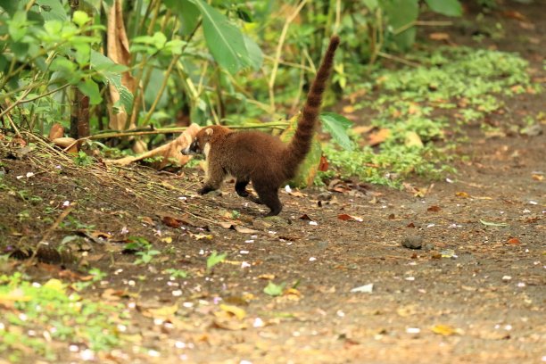 coatimundi