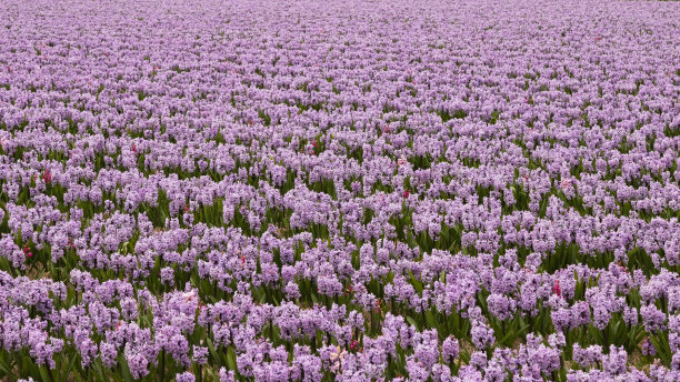 blossom