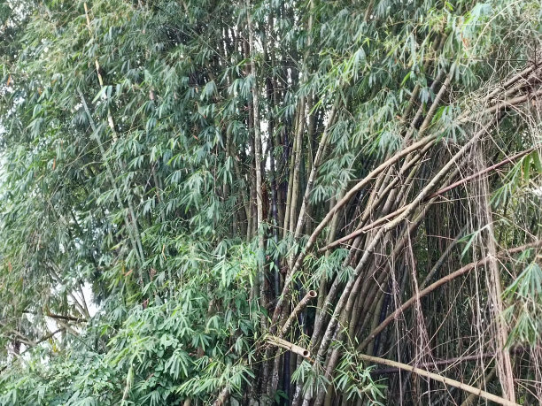 竹子素材竹林小道