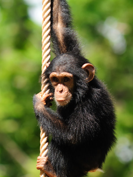 monkey