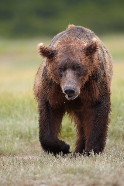ursus