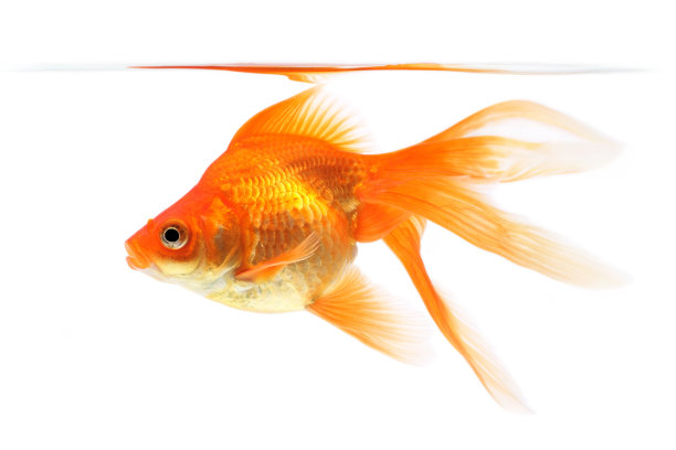 carassius