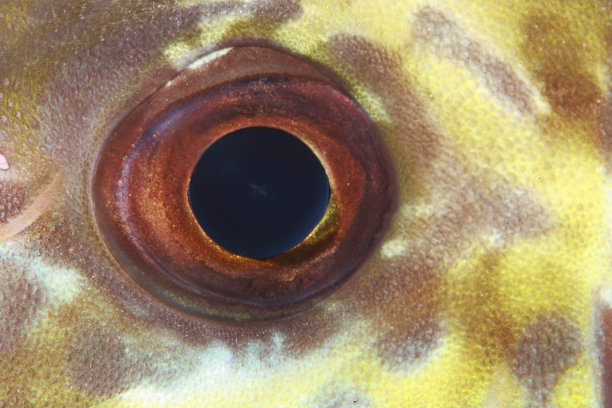 rabbitfish