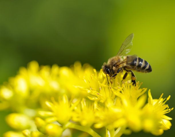 pollination