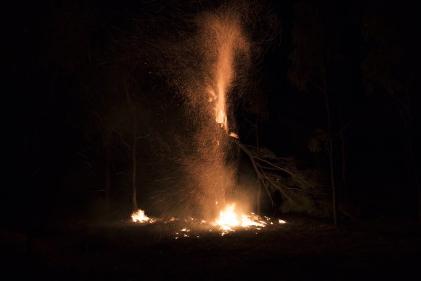澳洲火焰木