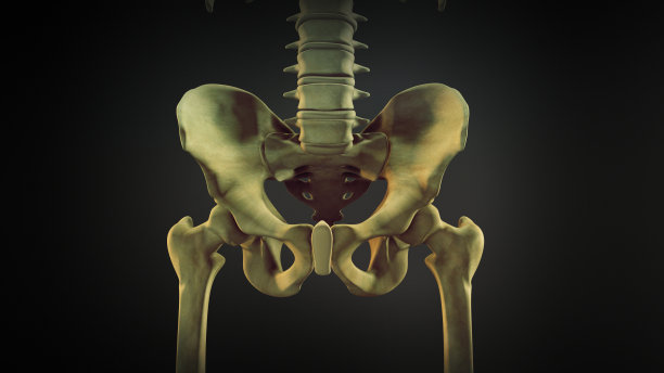 pelvis