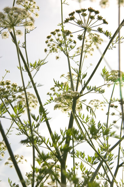 fennel