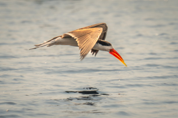 skimmer