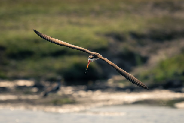 skimmer