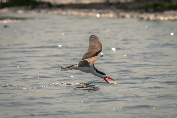 skimmer