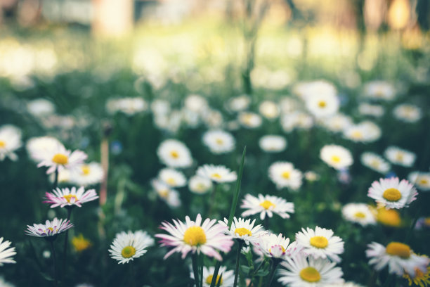 camomiles
